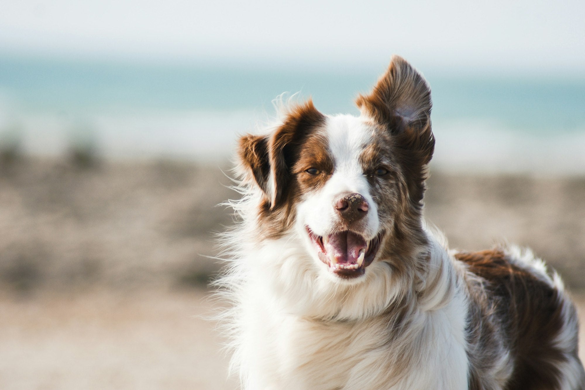 Happy dog outdoors